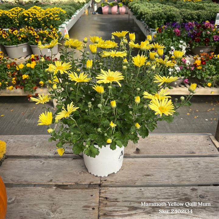 Mammoth Yellow Quill Mum – 1 Gallon