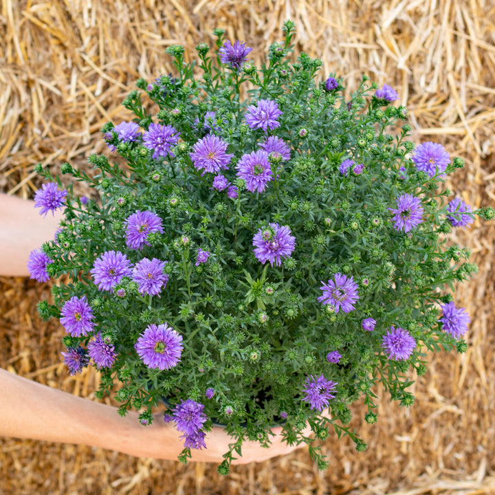Aster Plant, 8"