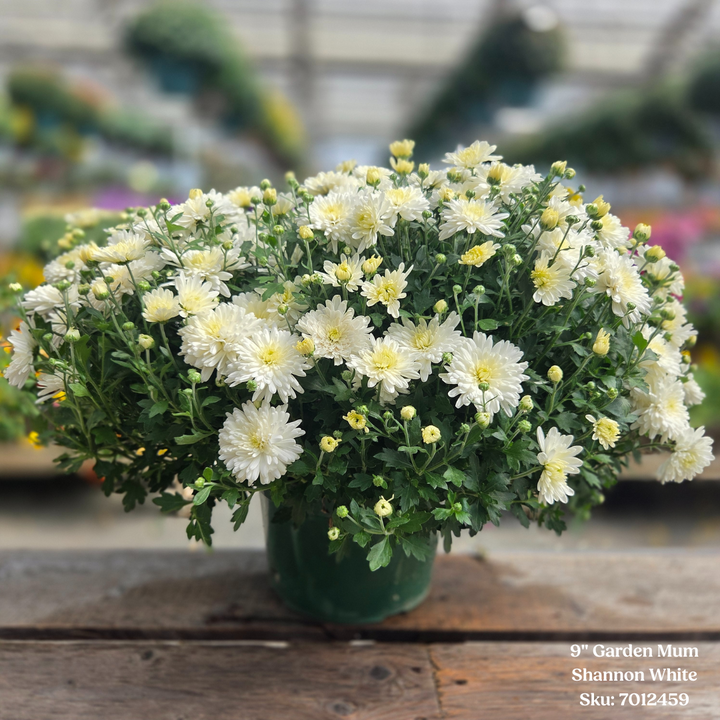 Alsip Grown 9" Garden Mums - Assorted Colors