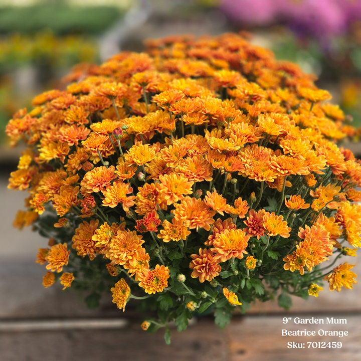 Alsip Grown 9" Garden Mums - Assorted Colors