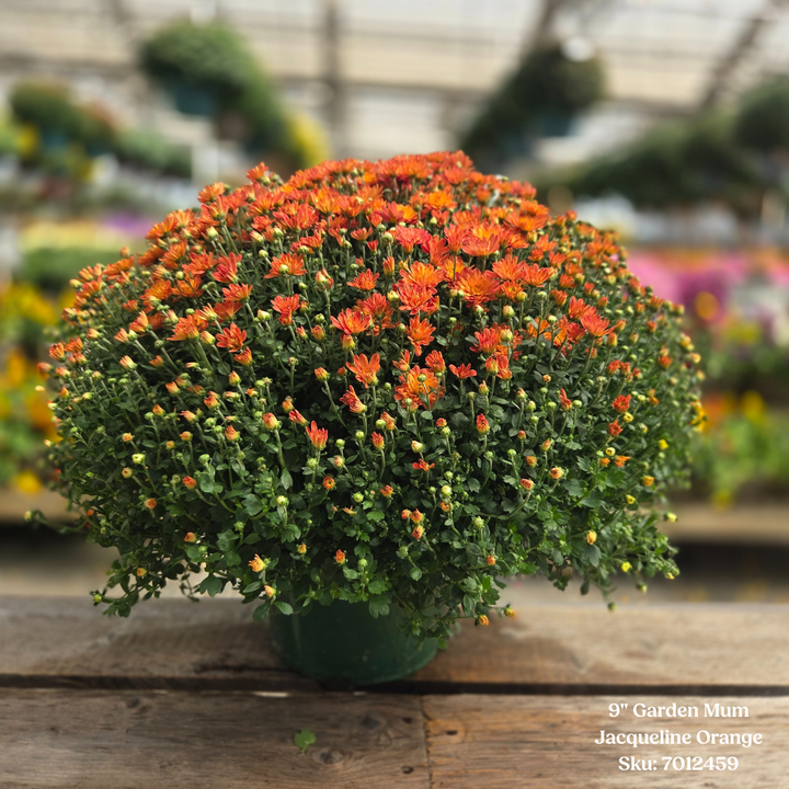 Alsip Grown 9" Garden Mums - Assorted Colors