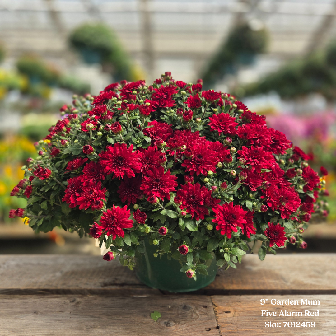 Alsip Grown 9" Garden Mums - Assorted Colors