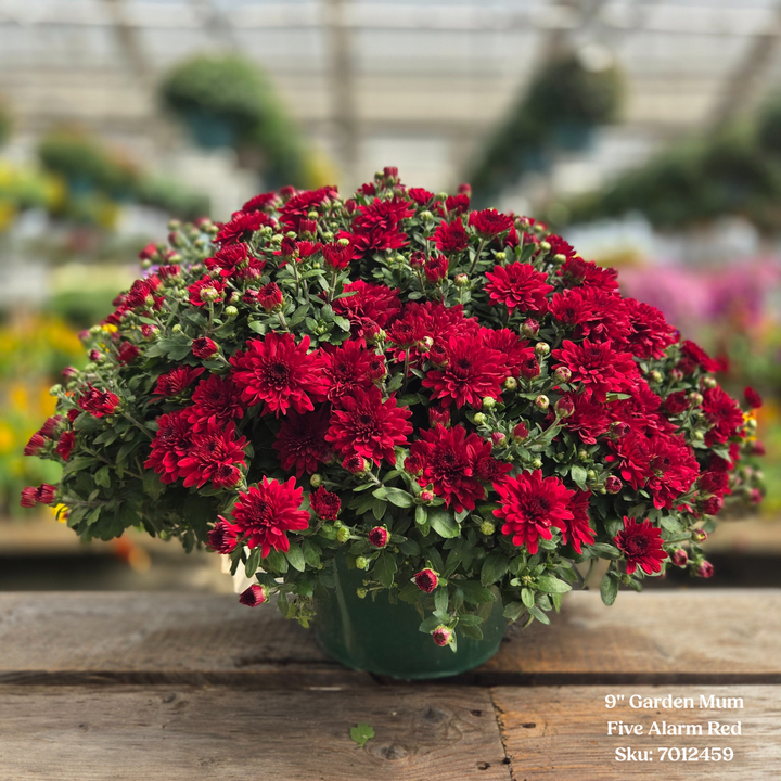 Alsip Grown 9" Garden Mums - Assorted Colors