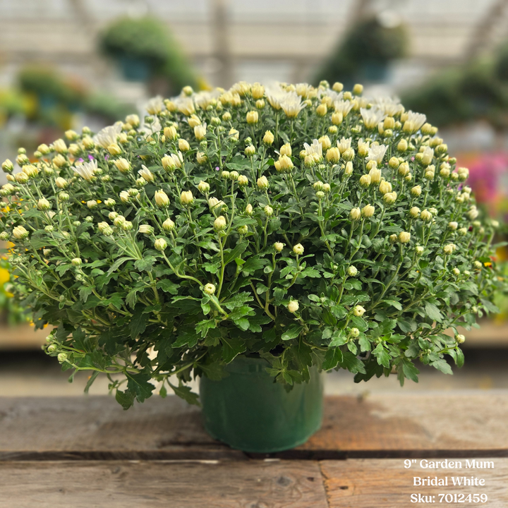 Alsip Grown 9" Garden Mums - Assorted Colors