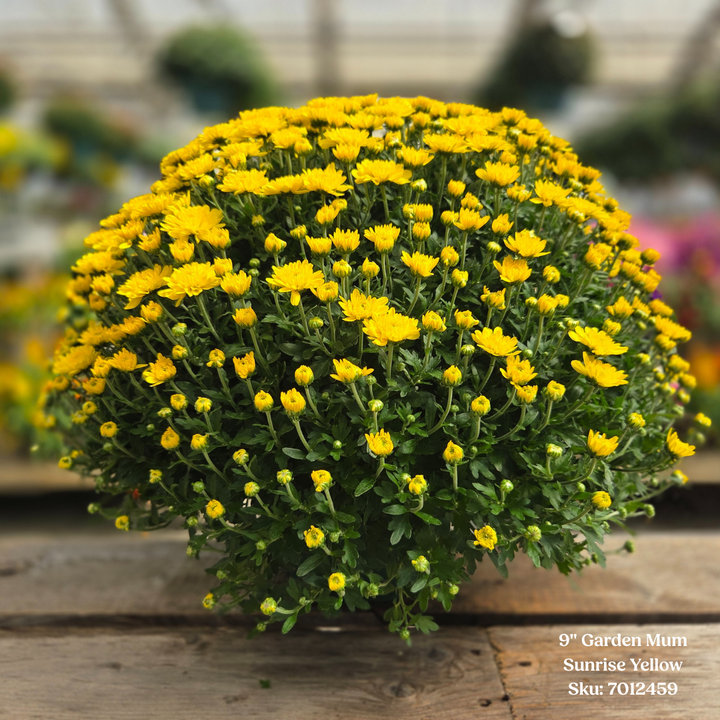 Alsip Grown 9" Garden Mums - Assorted Colors