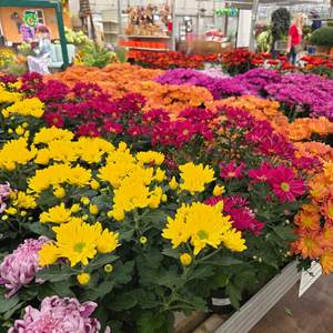 6" Florist Mum - Assorted Colors