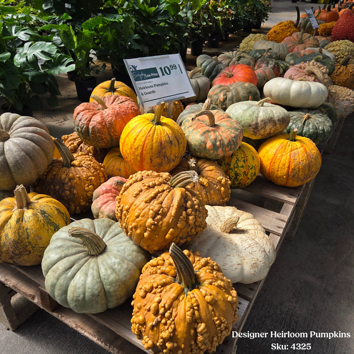 Designer Heirloom Pumpkin