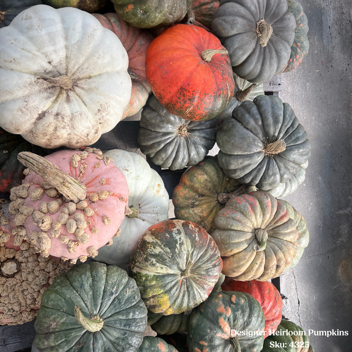 Designer Heirloom Pumpkin