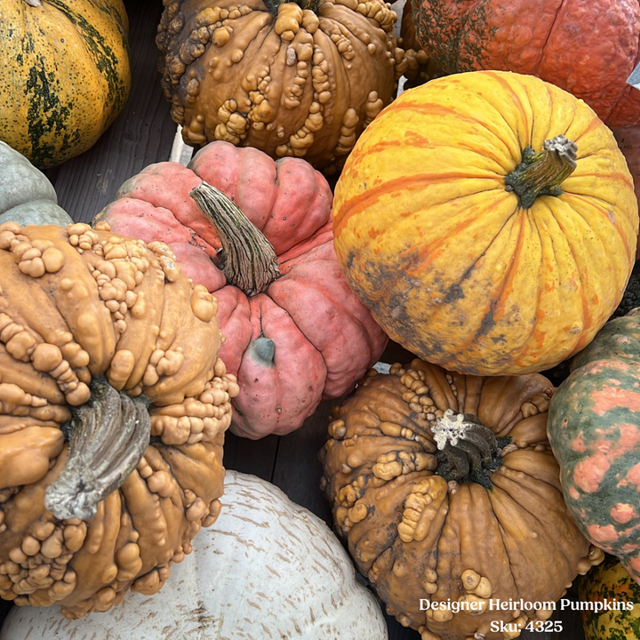 Designer Heirloom Pumpkin