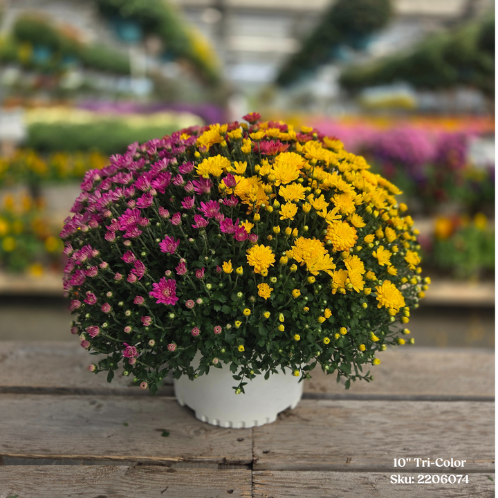 Garden Mums Tri-Color 10" Pot