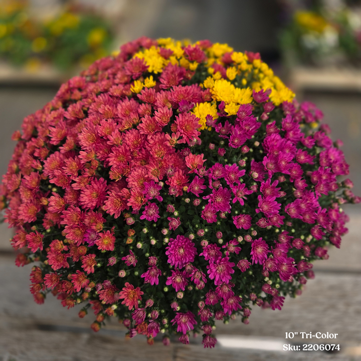Garden Mums Tri-Color 10" Pot