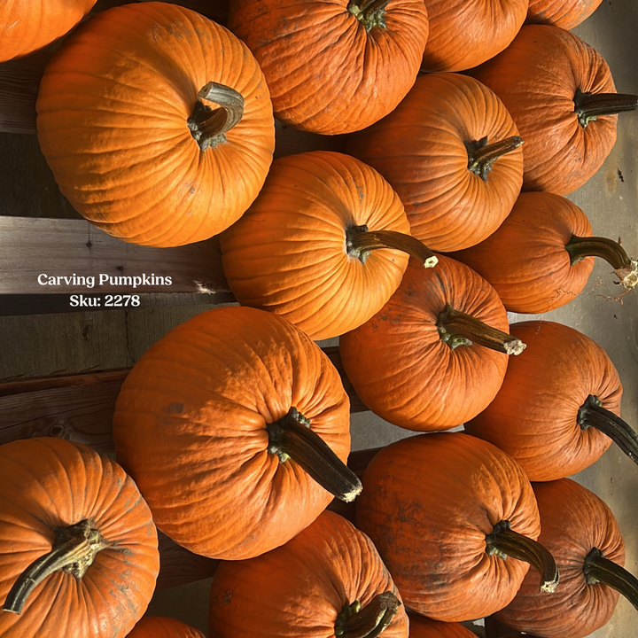 Large Carving Pumpkin, Sold Individually