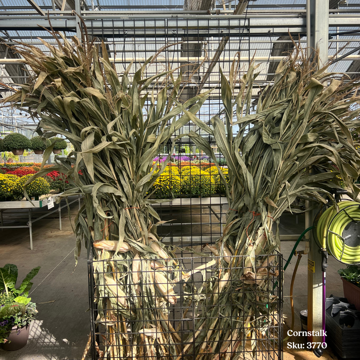 Cornstalk