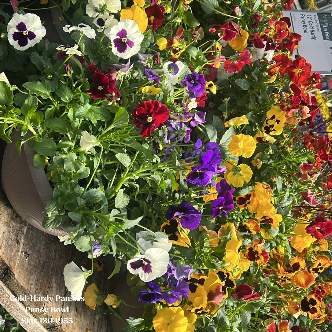 Pansy Bowl