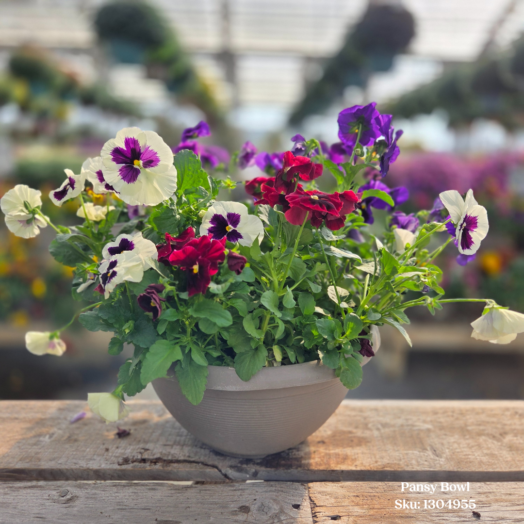 Pansy Bowl