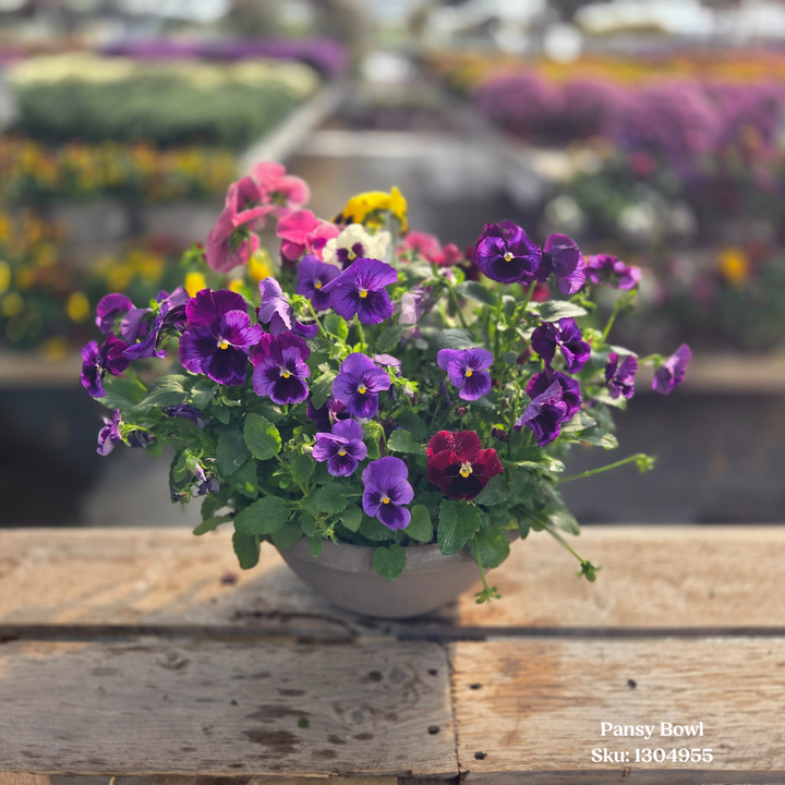 Pansy Bowl