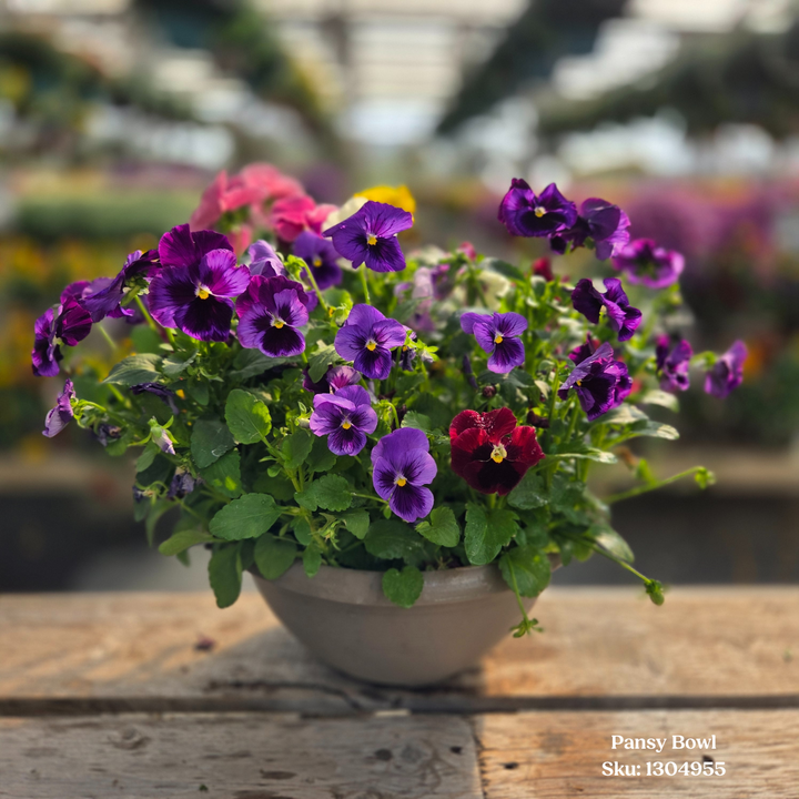 Pansy Bowl