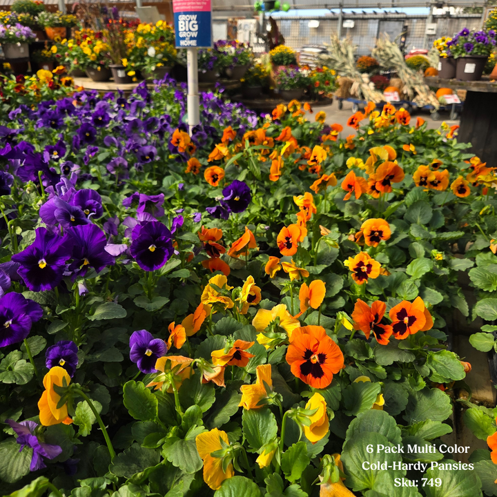 6-Pack, Cold-Hardy Pansies