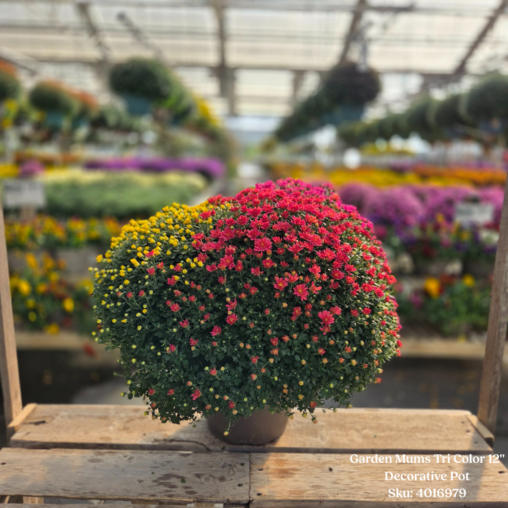 Garden Mum, 12″ Decorative Pot