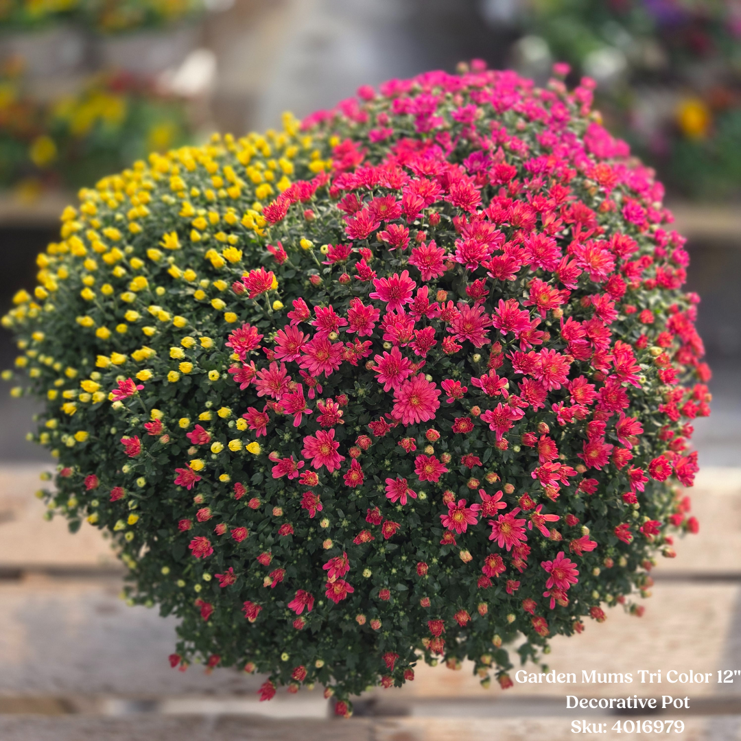 Garden Mum, 12″ Decorative Pot