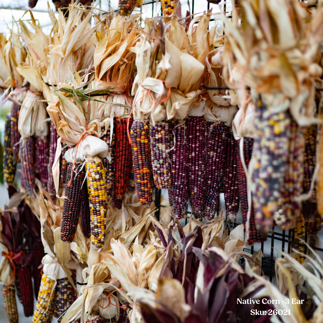 Native Corn-3 Ear