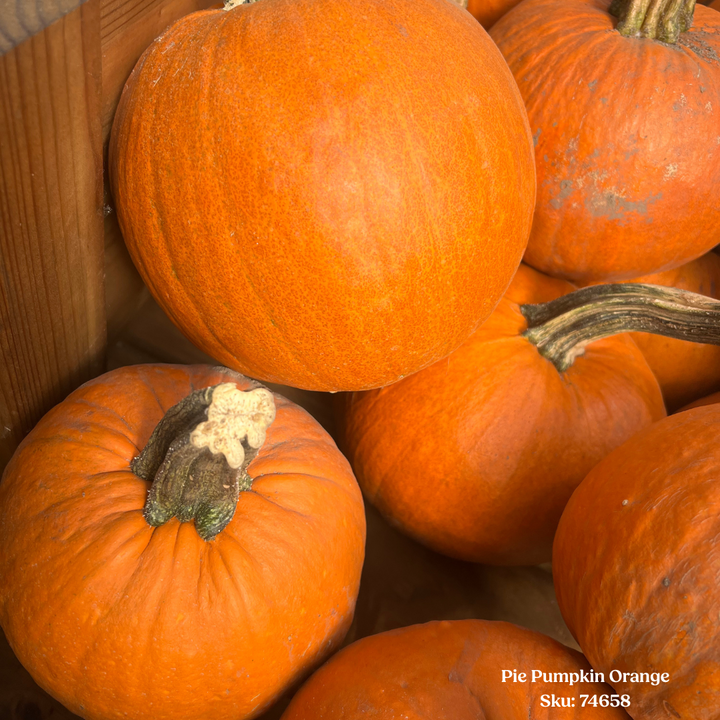 Pie Pumpkin-Orange, Sold Separately