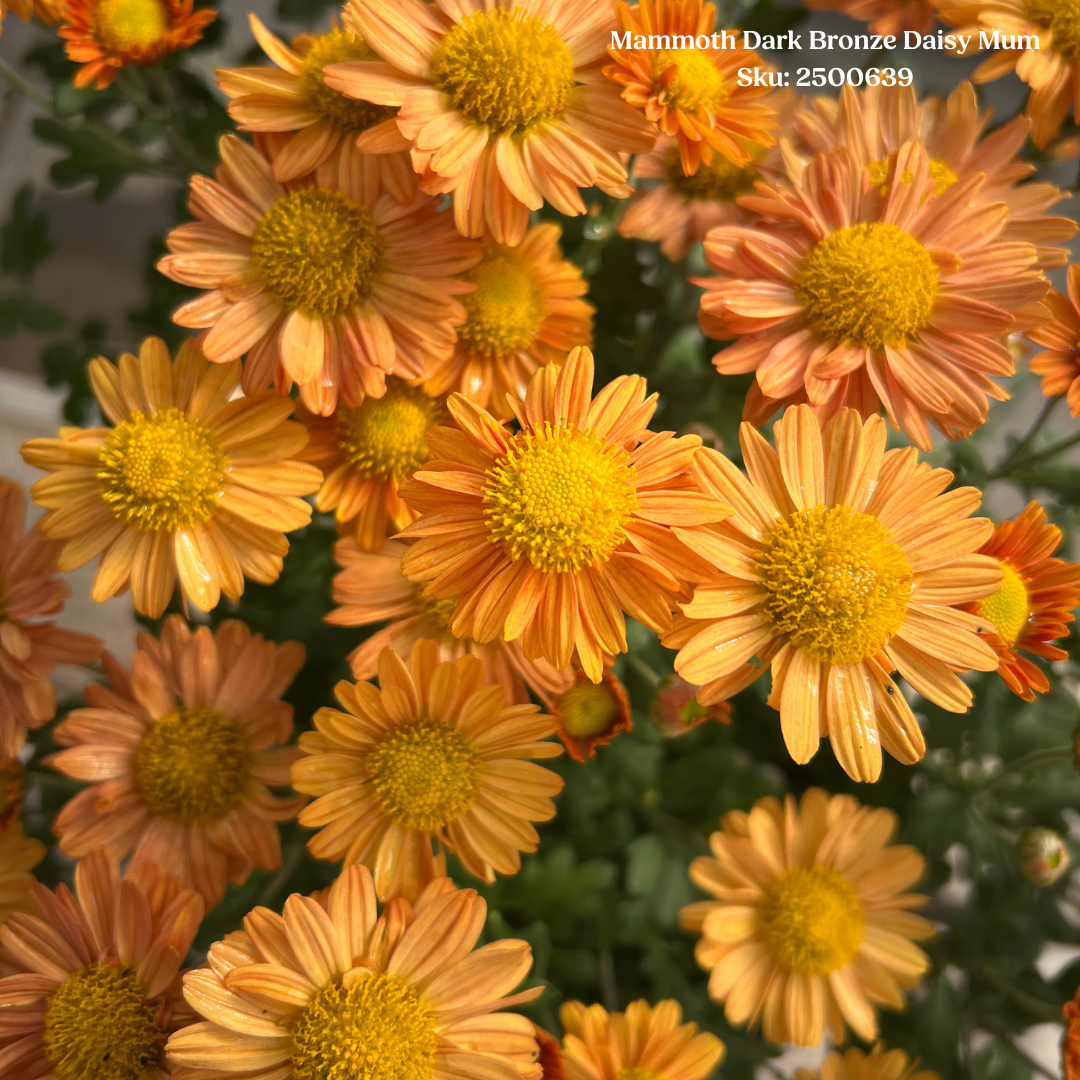 Mammoth Dark Bronze Daisy Mum 1 gal