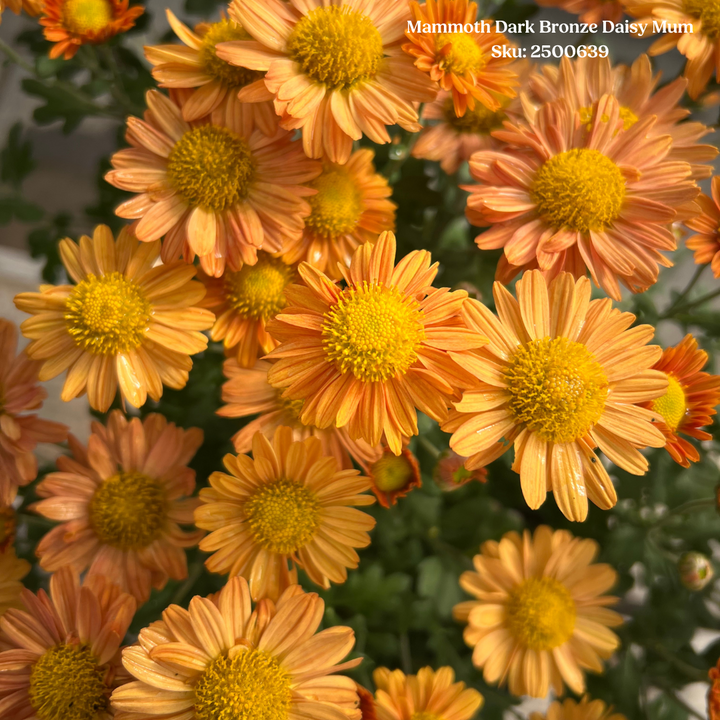 Mammoth Dark Bronze Daisy Mum 1 gal