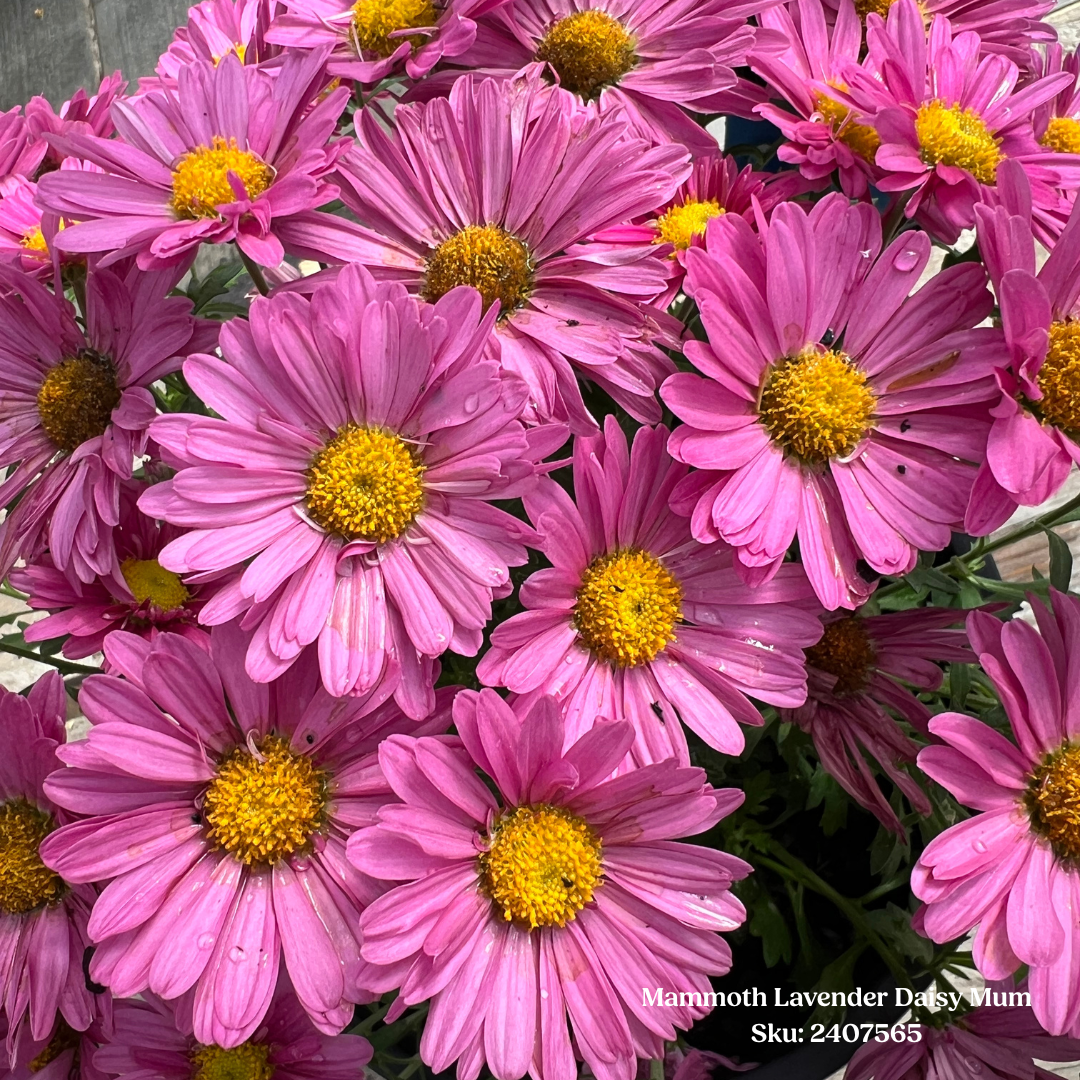 Mammoth Lavender Daisy Mum 1 gal