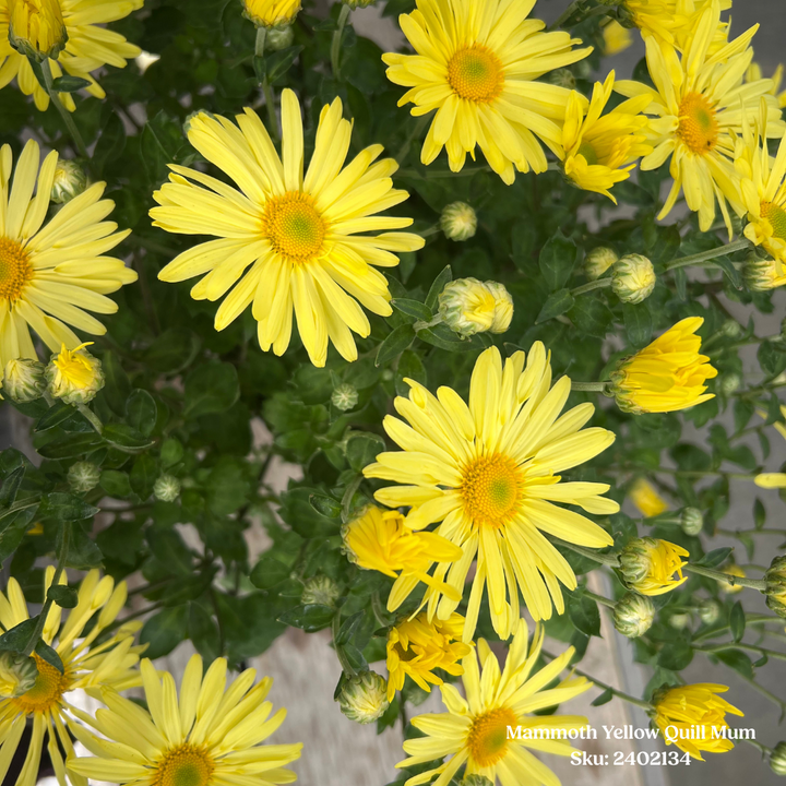 Mammoth Yellow Quill Mum – 1 Gallon