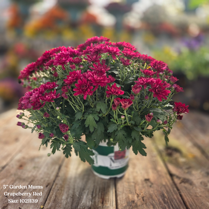 Alsip Grown 5" Garden Mum - Assorted Colors