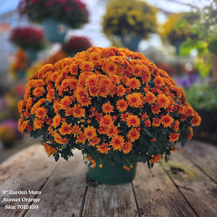 Alsip Grown 9" Garden Mums - Assorted Colors