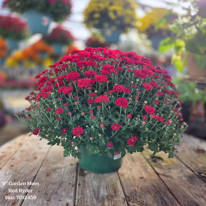 Alsip Grown 9" Garden Mums - Assorted Colors