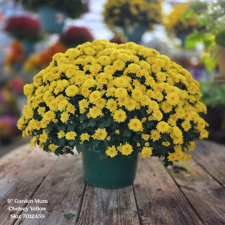 Alsip Grown 9" Garden Mums - Assorted Colors