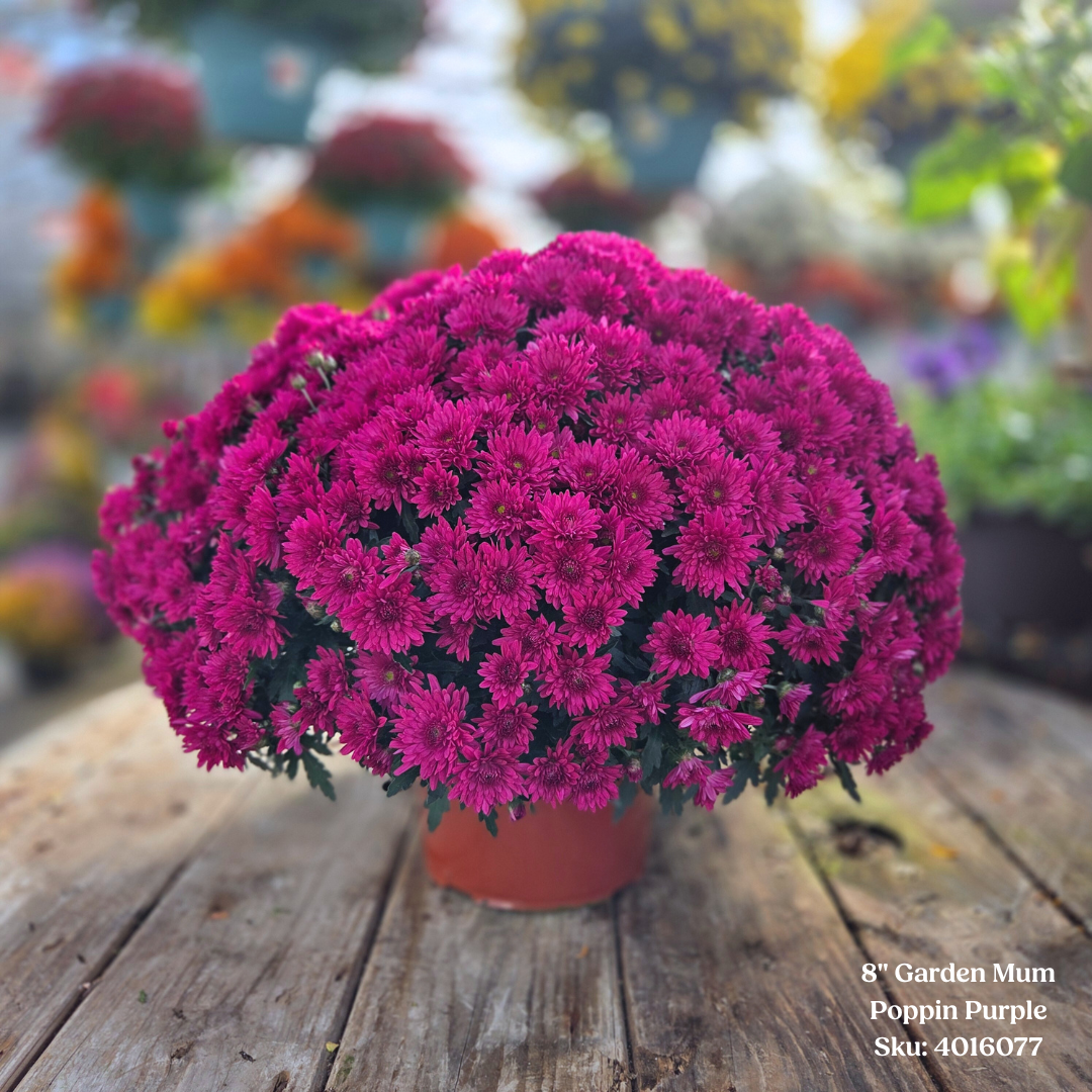 Alsip Grown 8" Garden Mums - Assorted Colors