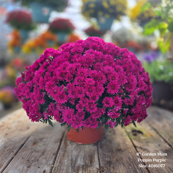Alsip Grown 8" Garden Mums - Assorted Colors