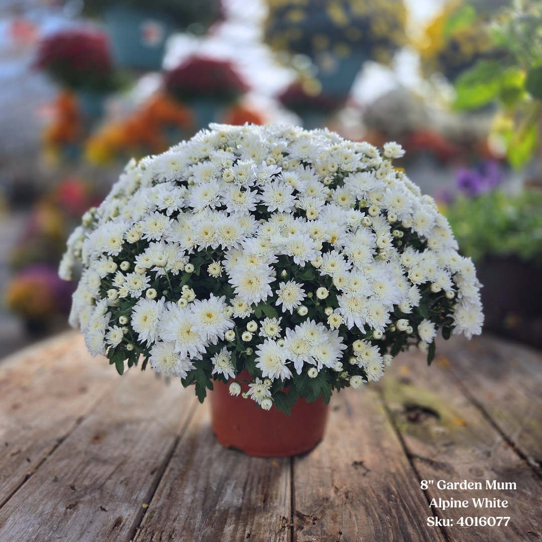 Alsip Grown 8" Garden Mums - Assorted Colors
