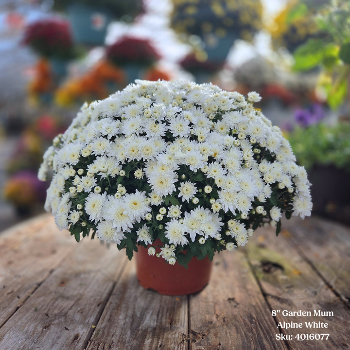 Alsip Grown 8" Garden Mums - Assorted Colors