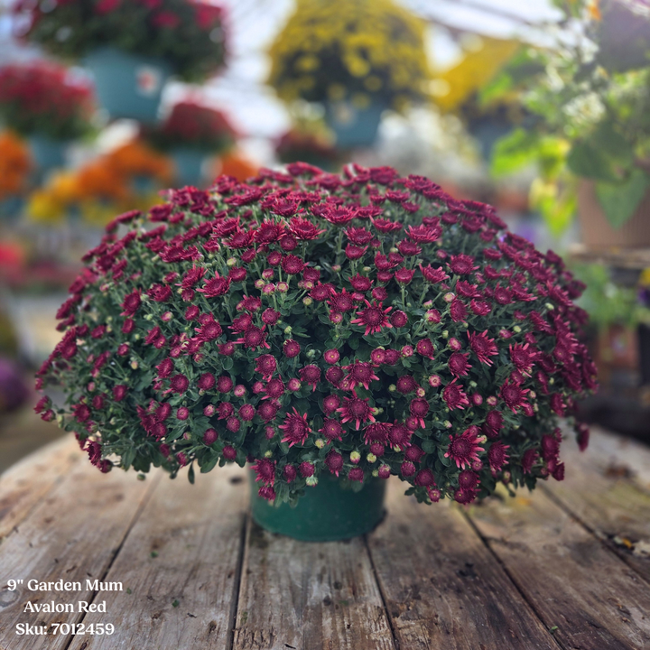 Alsip Grown 9" Garden Mums - Assorted Colors
