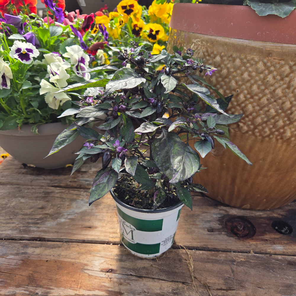 5" Ornamental Pepper Plant