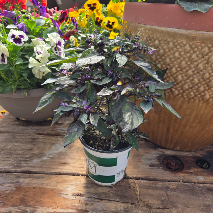 5" Ornamental Pepper Plant