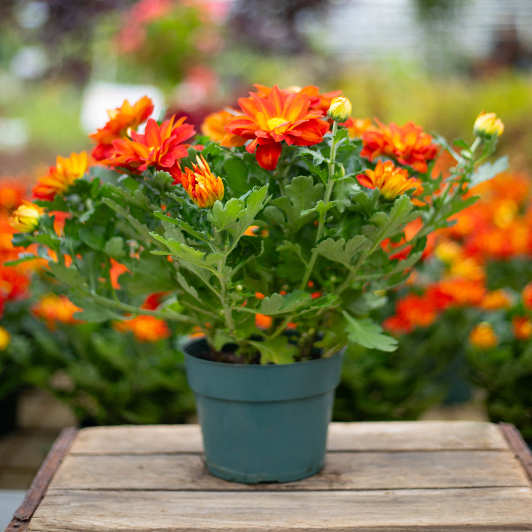 6" Florist Mum - Assorted Colors