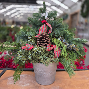 Berries & Bows Planter, Fresh Greenery Arrangement, 30"