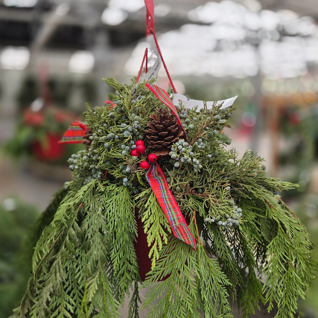 Berries & Bows 10" Hanging Basket, Fresh Cut Greenery Arrangement