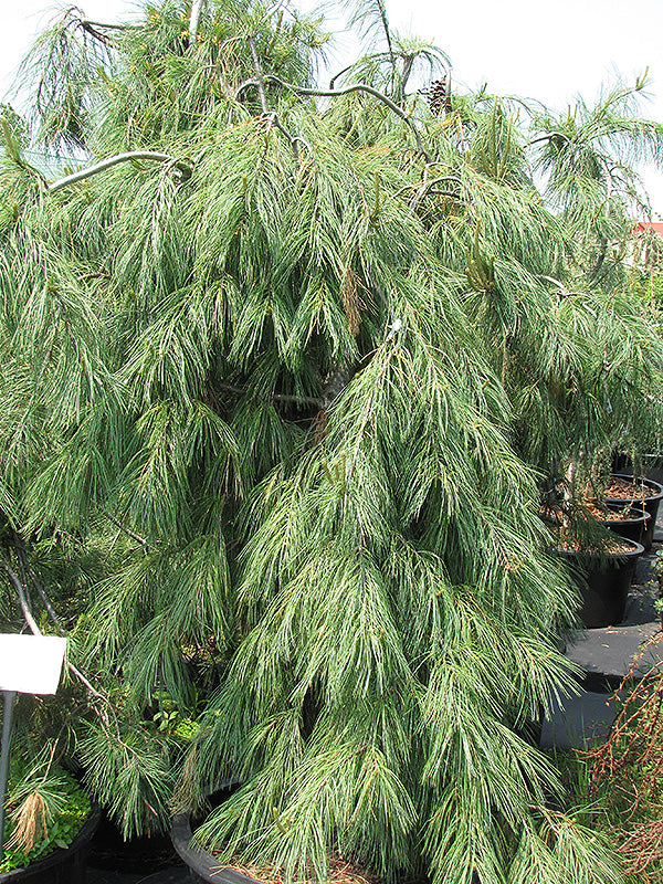 Weeping White Pine - Pinus strobus 'Pendula' - 5'-6' Foot Ball & Burlap Tree