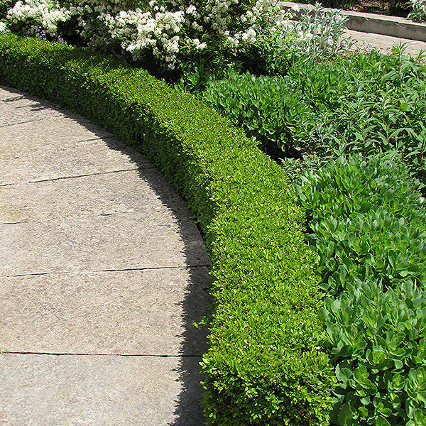 Buxus Green Velvet - 3 Gallon Potted Evergreen Shrub
