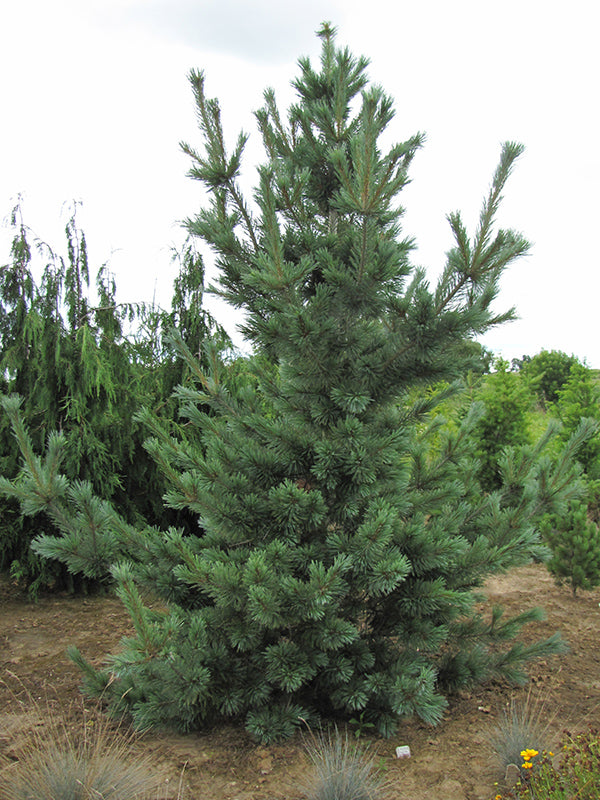 Cesarini Blue Limber Pine - Pinus flexilis 'Cesarini Blue' - 6 Foot Ball and Burlap Tree
