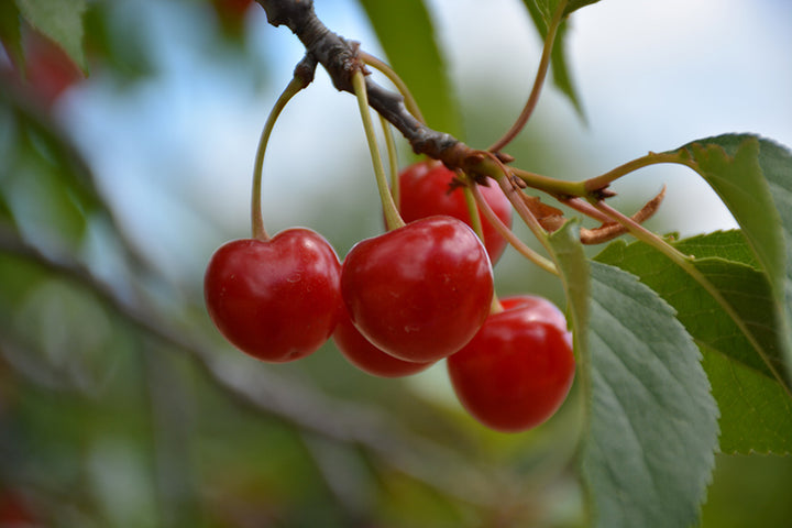 Montmorency Cherry - Prunus - 7# Potted Tree