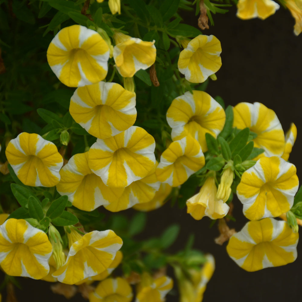 Proven Winners Superbells® Lemon Slice® Calibrachoa, 4.33" Pot