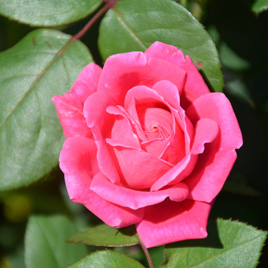 Rose Double KO Pink - 3 Gallon Pot